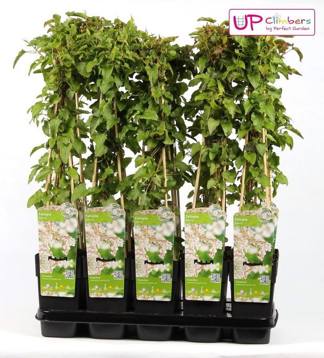Fallopia Baldschuanica - Bruidsluier - ↕65cm - Ø15cm