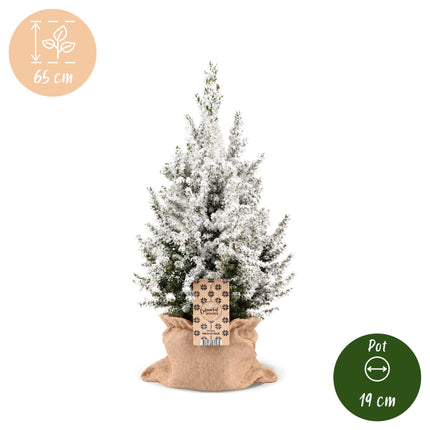 2x Picea glauca Conica - Kegelspar - Groen - Wit - Kerstboom - incl. jute zak - Ø19cm - ↕65cm
