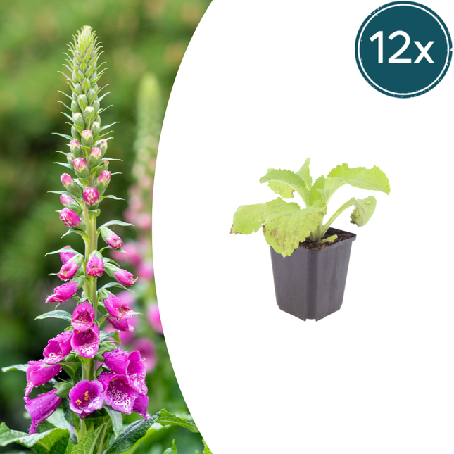 Vingerhoedskruid - Digitalis purpurea - ↕10-25cm - Ø9cm - 12x