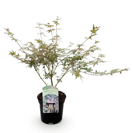 Japanse Esdoorn - Acer Palmatum Iyoshi - Roze - ↕70cm - Ø19cm