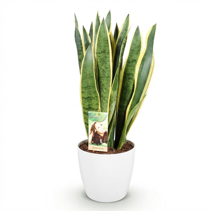 Sansevieria Laurentii - Vrouwentong - met witte plantenpot - ↕70-80cm - Ø21cm