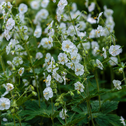 Geranium macrorrhizum 'White Ness' - Ooievaarsbek - ↕10-25cm - Ø9cm - 48x