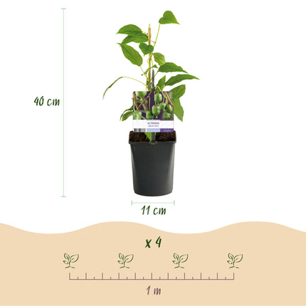 Kiwi plant - Actinidia arguta Issai - Green Fruit - 2 plants - Pot 11cm Height 40cm