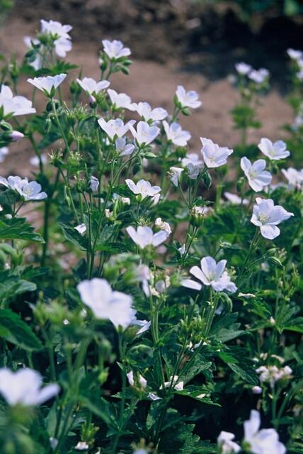 Geranium sanguineum 'Album' - ↕10-25cm - Ø9cm - 6x