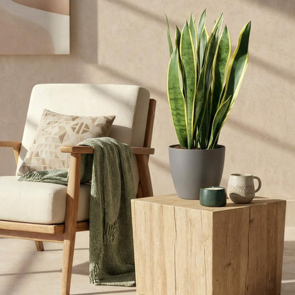 Sansevieria Laurentii - Snake Plant - with grey plant pot - ↕70-80cm - Ø21cm