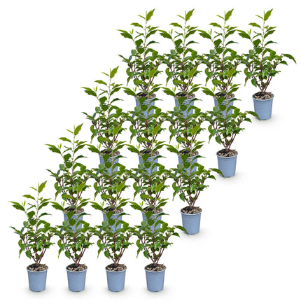 Prunus lusitanica Angustifolia - Portugese Laurier - 16x Haagplanten - Groenblijvend - Groen - Pot 9cm - Hoogte 25-35cm
