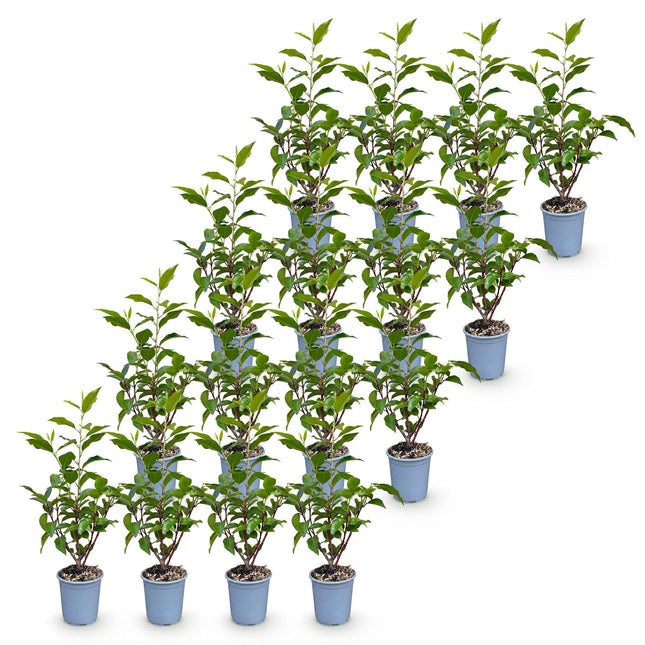 Prunus lusitanica Angustifolia - Portugese Laurier - 16x Haagplanten - Groenblijvend - Groen - Pot 9cm - Hoogte 25-35cm