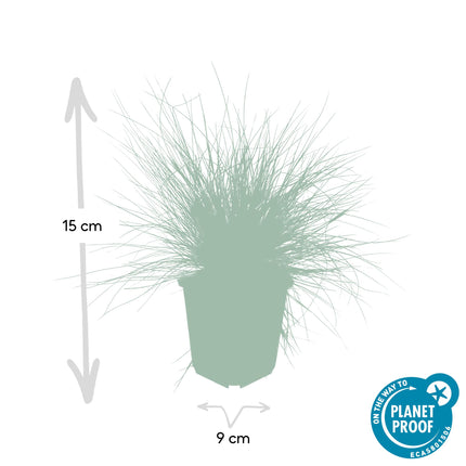 Festuca glauca 'Elijah Bleu' - Festuca blu - ↕10-25cm - Ø9cm - 60x