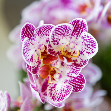 Kolibri Orchids | Combi Deal - 4 Roze-Paarse Phalaenopsis Orchideeën Diamond Bora Bora - Ø9 cm