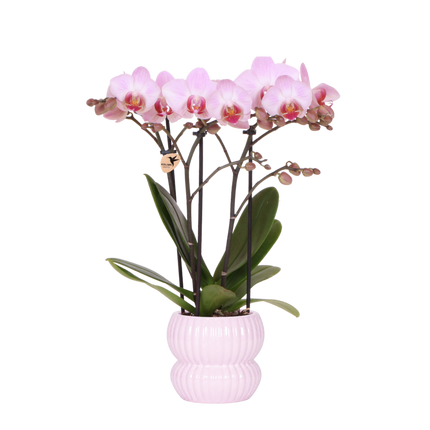 Kolibri Orchids | Roze Phalaenopsis Orchidee - Mineral Antwerpen in Horizon Sierpot Lichtroze - Ø9 cm