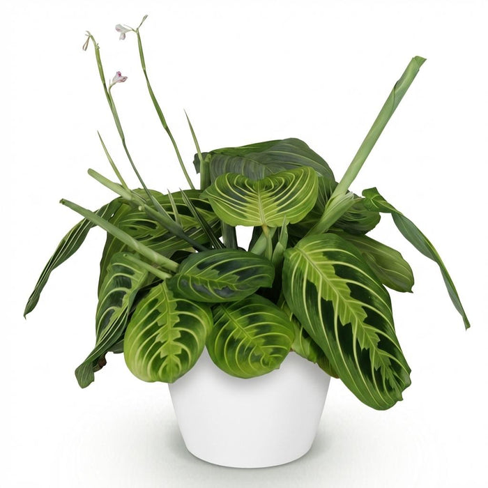 Maranta Fascinator Lemon Lime - Gebedsplant - met witte plantenpot - ↕25cm - Ø12cm