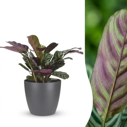 Ctenanthe Burle Marxii - Visgraatplant - met Potter Grijs - Pot 12cm - Hoogte - 30cm