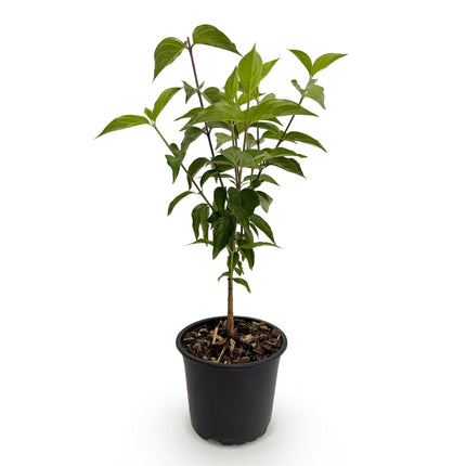 Chinesischer Blumen-Hartriegel (Cornus kousa chinensis) – Weißblühend – 1 Pflanze – Laubabwerfend – Pflegeleicht – Topf: 12 cm, Höhe: 35 cm