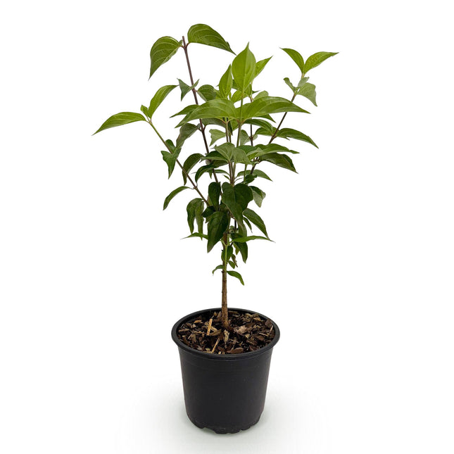 Cornus kousa chinensis - Flower White - ↕35cm - Ø12cm