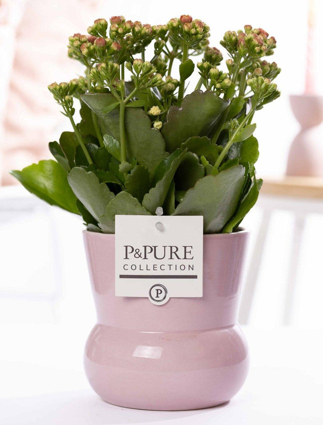 Kalanchoe rosa en jarrón para plantas P&PURE Maxima Pink - Ø12cm - ↕27cm