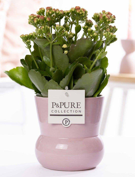 Kalanchoe Pink In P&PURE Plant Vase Maxima Pink - Ø12cm - ↕27cm