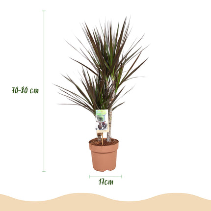 Dracaena Magenta - Dragon Tree - ↕70-80cm - Ø17cm - 2x