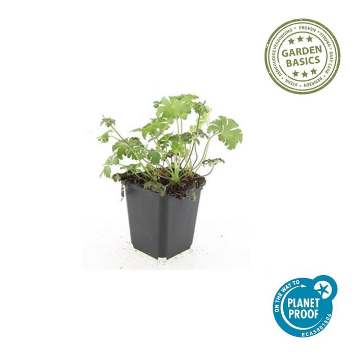 Geranium cantabrigiense 'Cambridge' - ↕10-25cm - Ø9cm - 6x