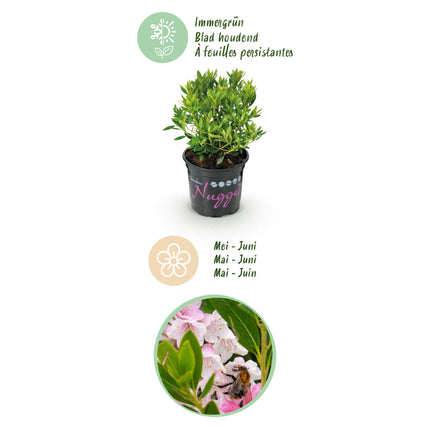 Dwerg Rhododendron - Rhododendron Bloombux Light Pink - Bloeiende Buxus - Licht Roze Bloem - ↕20-25cm - Ø10,5cm - 3x