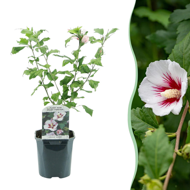 Hibiscus syriacus Hamabo - Flor rosa claro - 1 planta - Caducifolio - Bajo mantenimiento - Maceta de 17 cm de altura, 45 cm de altura