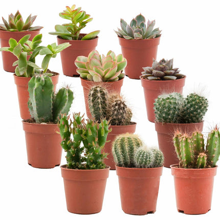 Mix of Real Cacti and Succulents - ↕5-10cm - Ø5.5cm - 12x