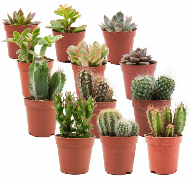 Mix of Real Cacti and Succulents - ↕5-10cm - Ø5.5cm - 12x