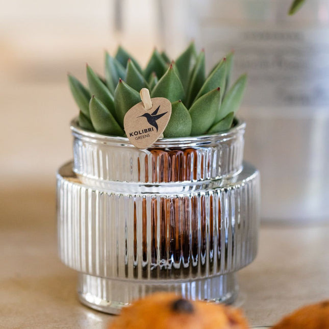 Kolibri Orchids | Plantenset Allure Shiny Zilver - Witte Phalaenopsis Orchidee Blossom Lausanne & 2 Succulenten