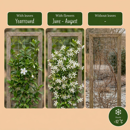 Trachelospermum jasminoides - Sterjasmijn 6x - Wit - Klimplant - Ø9cm - ↕35cm