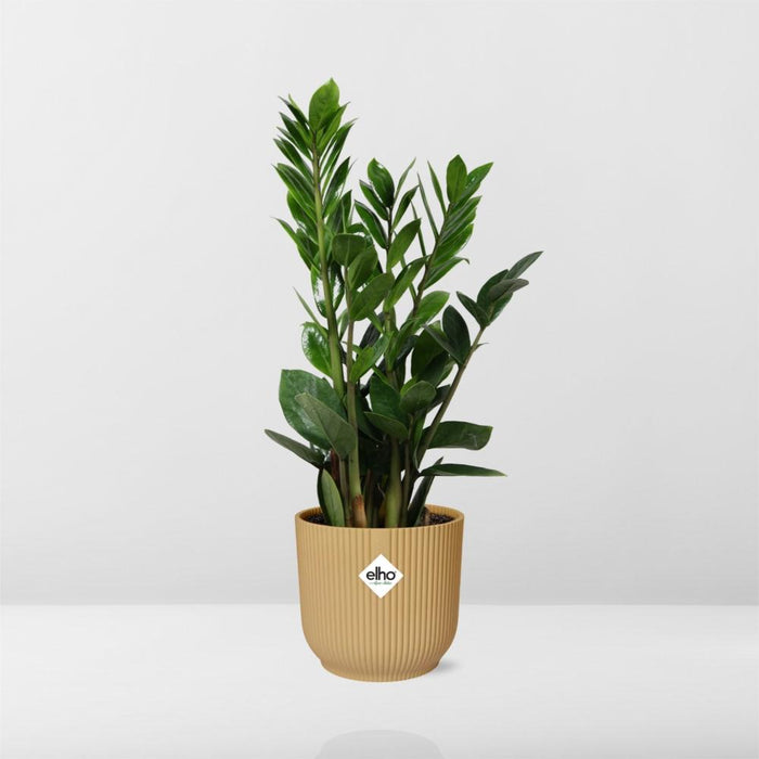 Zamioculcas – Hoogte 45-50 in elho Vibes Fold Ø14cm geel