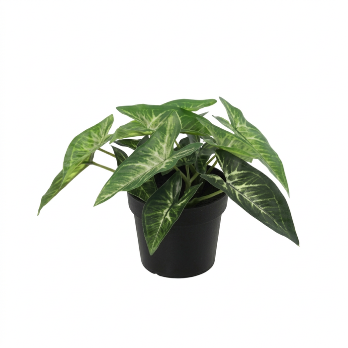 Syngonium artificiel - ↕15cm