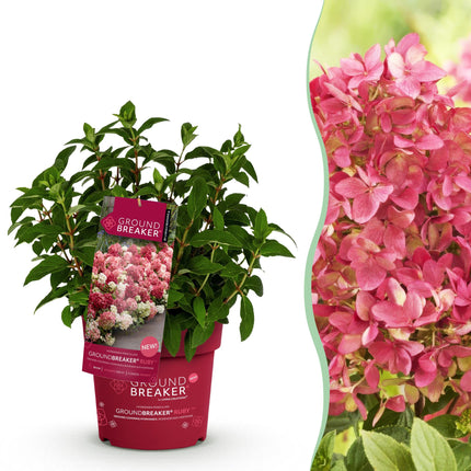 Hydrangea panniculata Groundbreaker Ruby - Pluimhortensia - Rood - ↕20-25cm - Ø14cm