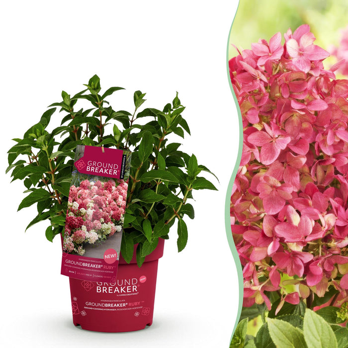 Hydrangea panniculata Groundbreaker Ruby - Pluimhortensia - Rood - ↕20-25cm - Ø14cm