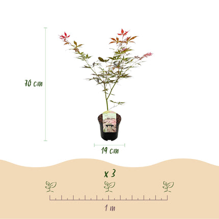 Acero giapponese - Acer palmatum Sumi-nagashi - Rosso - ↕70cm - Ø19cm - 2x