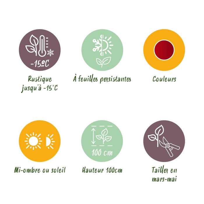 Leucothoe Zeblid - Rood - 2 Planten - Groenblijvend - Weinig Onderhoud - Pot 17cm Hoogte 45cm