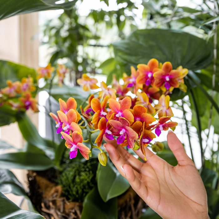 Oranje geurende Phalaenopsis orchidee - Fragrance orange - potmaat Ø12cm | bloeiende kamerplant