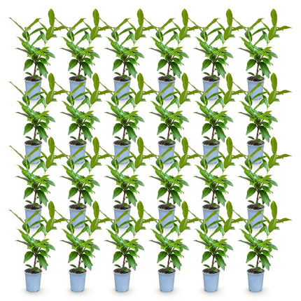 Prunus laur. Novita - Laurierkers - 24x Haagplanten - Groenblijvend - Groen - Pot 9cm - Hoogte 25-35cm
