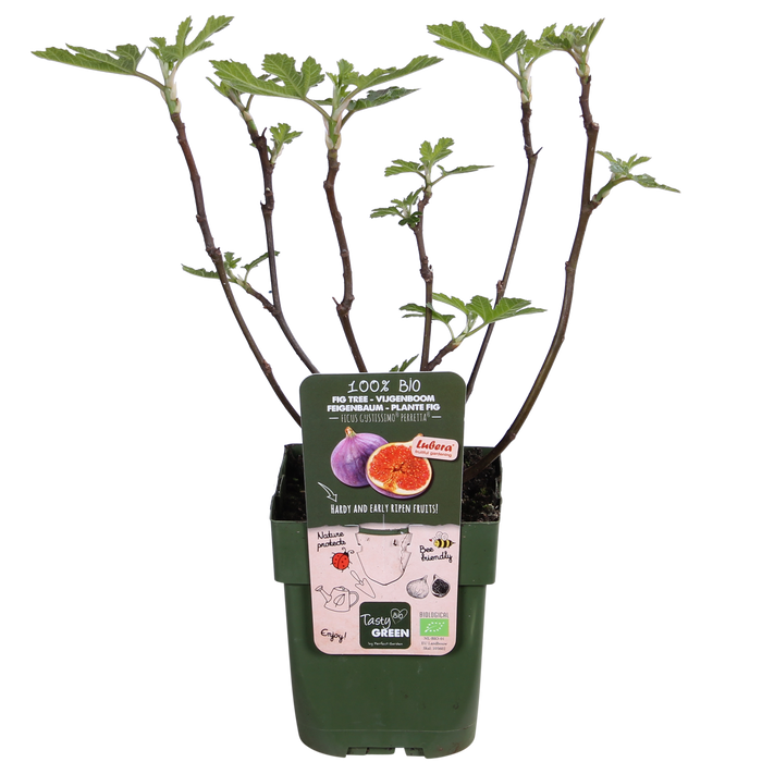 Ficus Gustissimo Perretta - Ø19cm - ↕50cm - Ø13 - ↨45cm