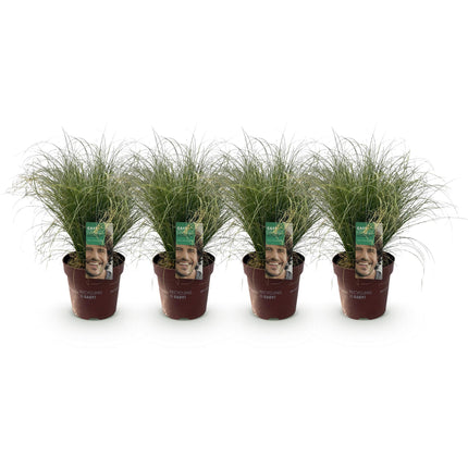 Carex comans Rizos Escarchados - Verde - Junco - ↕50cm - Ø17cm - 4x