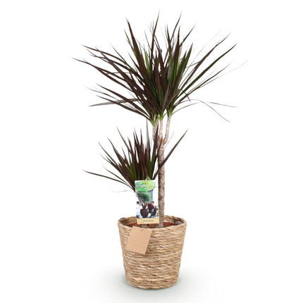 Dracaena Magenta - Dragon Blood Tree - with basket - ↕90-100cm - Ø21cm