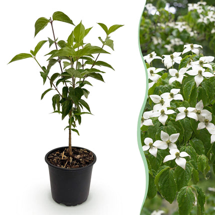 Chinesischer Blumen-Hartriegel (Cornus kousa chinensis) – Weißblühend – 1 Pflanze – Laubabwerfend – Pflegeleicht – Topf: 12 cm, Höhe: 35 cm
