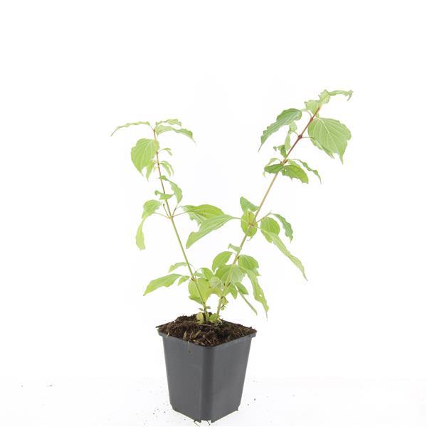 Cornus sang. 'Anny's Winter Orange' - ↕10-25cm - Ø9cm - 48x