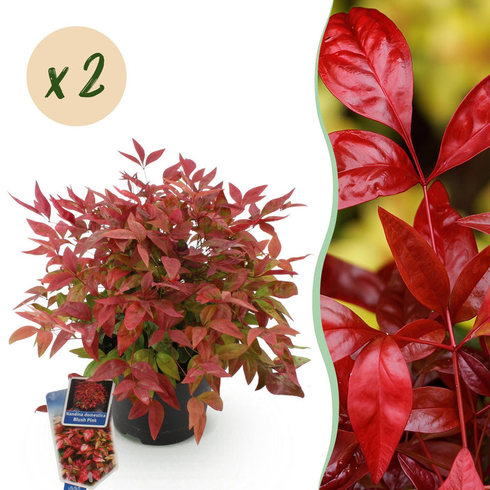 Nandina Blush Pink - Donker Roze - 2 Planten - Groenblijvend - Weinig Onderhoud - Pot 17cm Hoogte 40cm