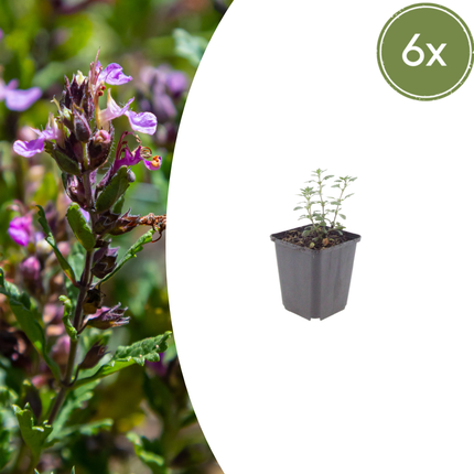 Teucrium lucidrys - Gamander - ↕10-25cm - Ø9cm - 6x