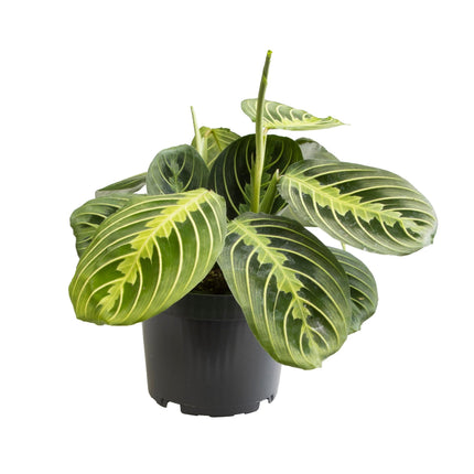 Maranta Lemon Lime - ↕30cm - Ø12cm
