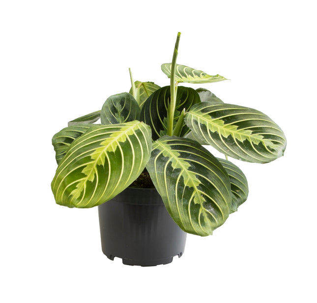 Maranta Citron Vert - ↕30cm - Ø12cm