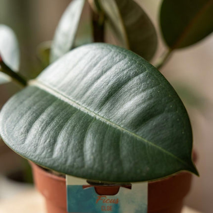 Ficus Elastica Cloe - Roślina gumowa - ↕65cm - Ø19cm