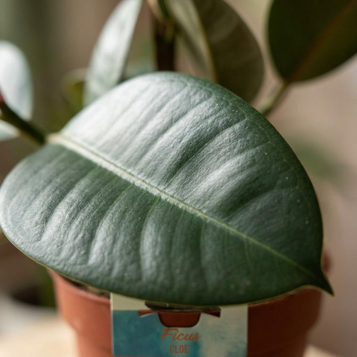 Ficus Elastica Cloe - Rubberplant - ↕65cm - Ø19cm