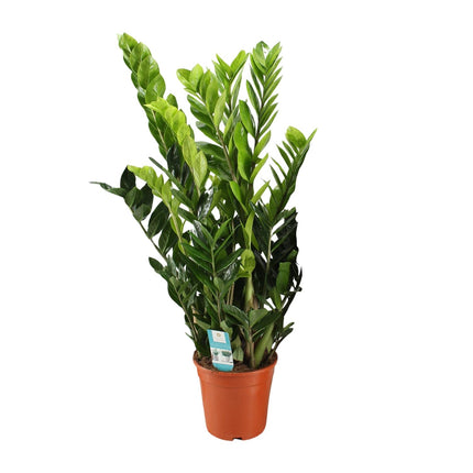 Zamioculcas Zamiifolia - Planta ZZ - ↕95cm - Ø21cm