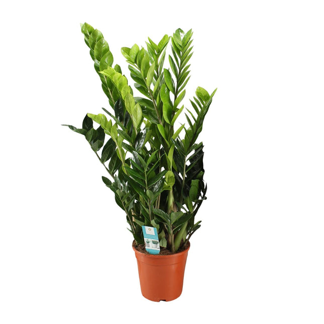 Zamioculcas Zamiifolia - ZZ-Pflanze - ↕95cm - Ø21cm
