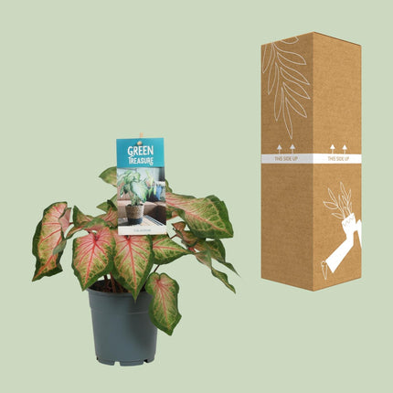 Caladium Pink - ↕25cm - Ø12cm